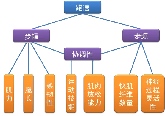 运动员的心率_心率在运动训练中的应用_心率运动时范围是多少